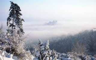 Картинка лес, зима, снег, туман