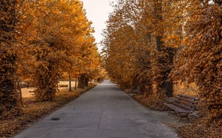 Картинка осень, аллея, парк, листва