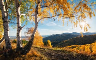 Картинка осень, горы, береза, дерево