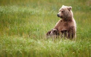Картинка медведь, медвежонок, трава, поле, бурый медведь