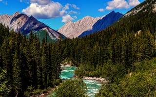Обои лес, скалистые горы, река, кордильеры, национальный парк джаспер, лето, альберта, канада