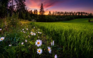 Картинка закат, трава, поле, цветы
