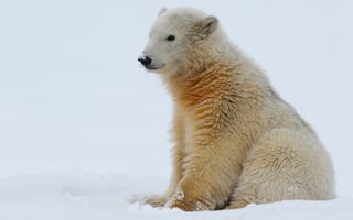 Картинка снег, зима, белый медведь, медвежонок, медведь