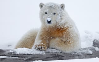 Обои снег, белый медведь, медведь, зима