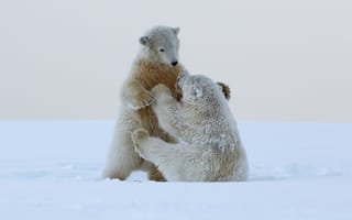 Обои снег, зима, белый медведь, медведь