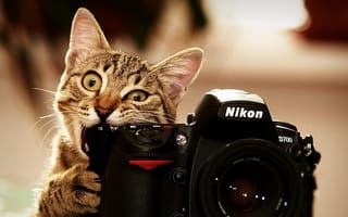 Картинка кот, камера, никон, котенок, nikon d700