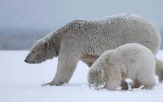 Картинка снег, медвежонок, белый медведь, медведь, зима