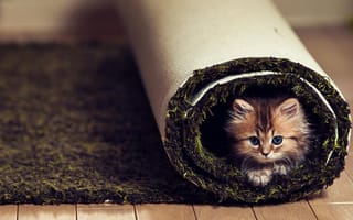 Картинка кот, ковролин, котенок