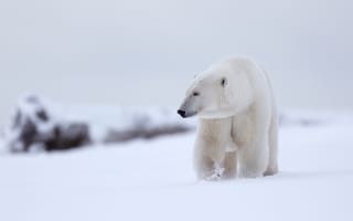 Картинка снег, медведь, белый медведь, зима