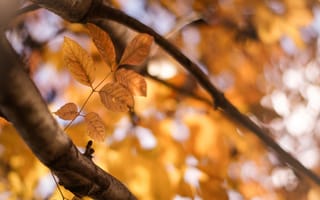 Картинка осень, ветка, листья, лист