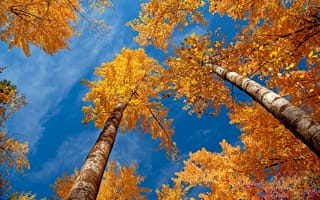 Картинка лес, береза, листва, небо, осень