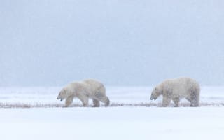 Обои снег, зима, медведь, белый медведь
