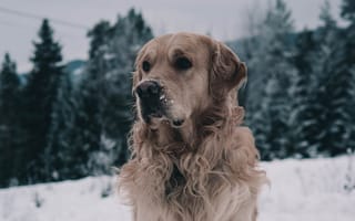 Картинка снег, лабрадор, собака, зима