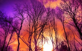 Картинка закат, осень, небо, дерево