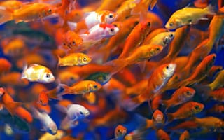 Картинка аквариум, золотая рыбка, рыбы