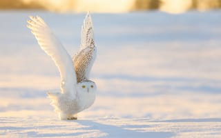 Картинка снег, сова, полярная сова, белая сова, птицы, зима