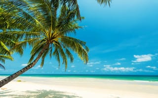 Картинка пляж, голубое небо, океан, тропики, море, пальма