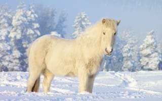 Картинка снег, пони, белая лошадь, зима, лошадь