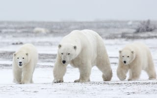 Обои снег, зима, белый медведь, медведь, медвежонок, полярный медведь