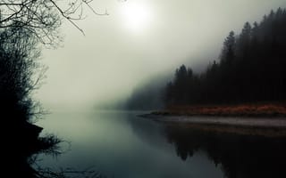 Обои лес, туман, река