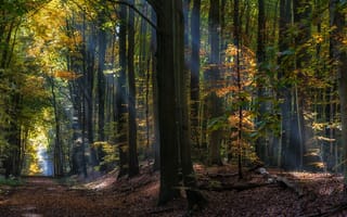 Картинка лес, лучи солнца, осень, деревья, ландшафт