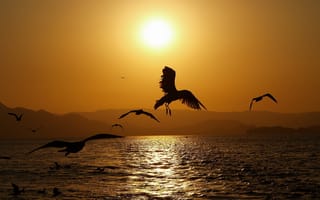 Обои закат, птицы, море, солнце