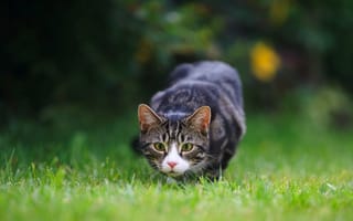Картинка трава, кот, котенок