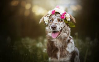 Картинка цветы, венок, собака, австралийская овчарка