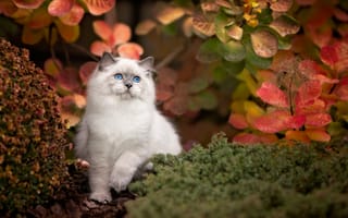 Картинка осень, кот, листва