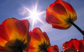 Картинка тюльпаны, голубое небо, цветы, солнце, лепестки