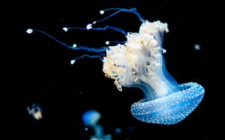Картинка медуза, аквариум, подводный мир