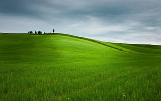 Картинка трава, поле, пейзаж