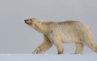 Картинка снег, белый медведь, медведь, полярный медведь, зима