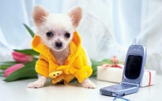 Картинка собака, чихуахуа, щенок, телефон