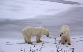 Картинка снег, зима, белый медведь, полярный медведь, медведь