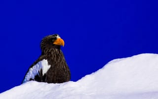 Картинка снег, зима, клюв, орлан, птица