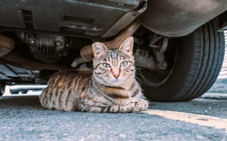 Картинка кот, машина, автомобиль