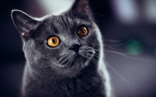 Обои кот, желтые глаза, глаза, британская короткошерстная кошка