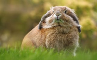 Картинка трава, заяц, кролик
