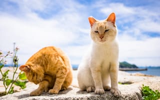 Картинка море, кот, 2 кошки