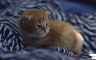 Картинка кот, котенок, рыжий котенок