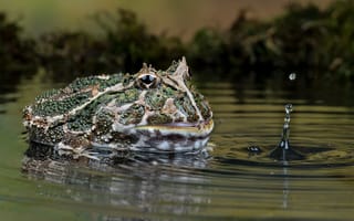 Обои лягушка, капля, пруд, жаба
