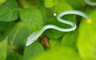 Картинка змея, ahaetulla nasuta, листья, зеленая лоза змея, джунгли, vine snake, коста-рика, common vine snake