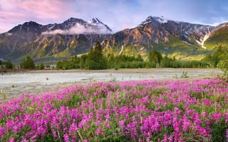 Картинка цветы, горы, canadian rockies, природа, полевые цветы, канада