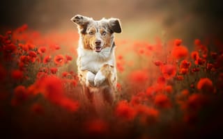 Обои цветы, красные цветы, мак, австралийская овчарка, полевые цветы, собака, бег