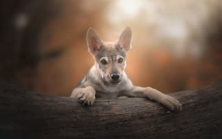 Картинка собака, чехословацкая волчья собака, щенок, бревно