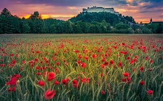 Картинка закат, цветы, красота, австрия, зальцбург, хоэнзальцбург, замок, крепость