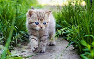 Картинка трава, котенок, голубые глаза, кот, милашка
