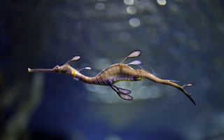 Картинка аквариум, морской конек, подводный мир