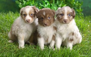 Картинка трава, голубые глаза, австралийская овчарка, щенок, собака